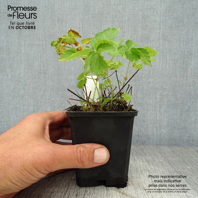 Esemplare di Astilbe chinensis Purpurkerze Vasetto da 8/9 cm come consegnato in autunno