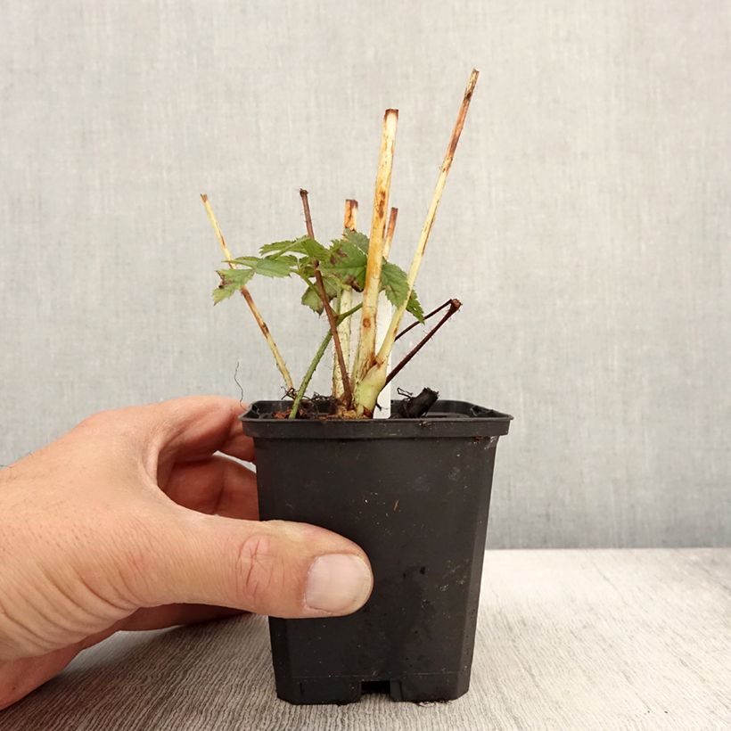 Esemplare di Astilbe chinensis var. taquetii Purpurlanze Vasetto da 8/9 cm come consegnato in autunno