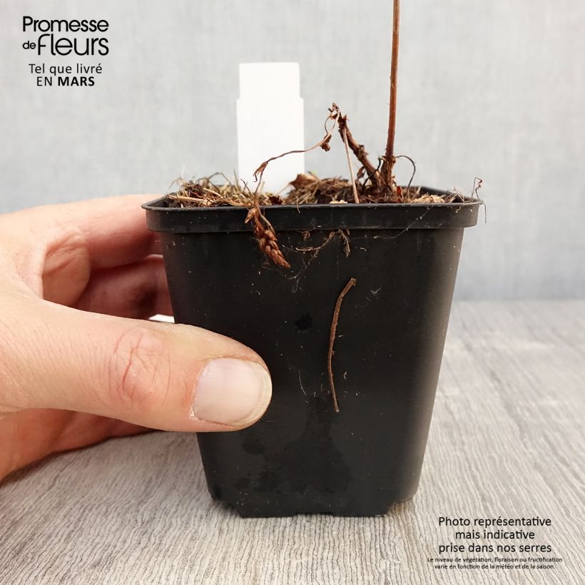 Astilbe chinensis Veronica Klose Vasetto da 8/9 cm esemplare consegnato in primavera