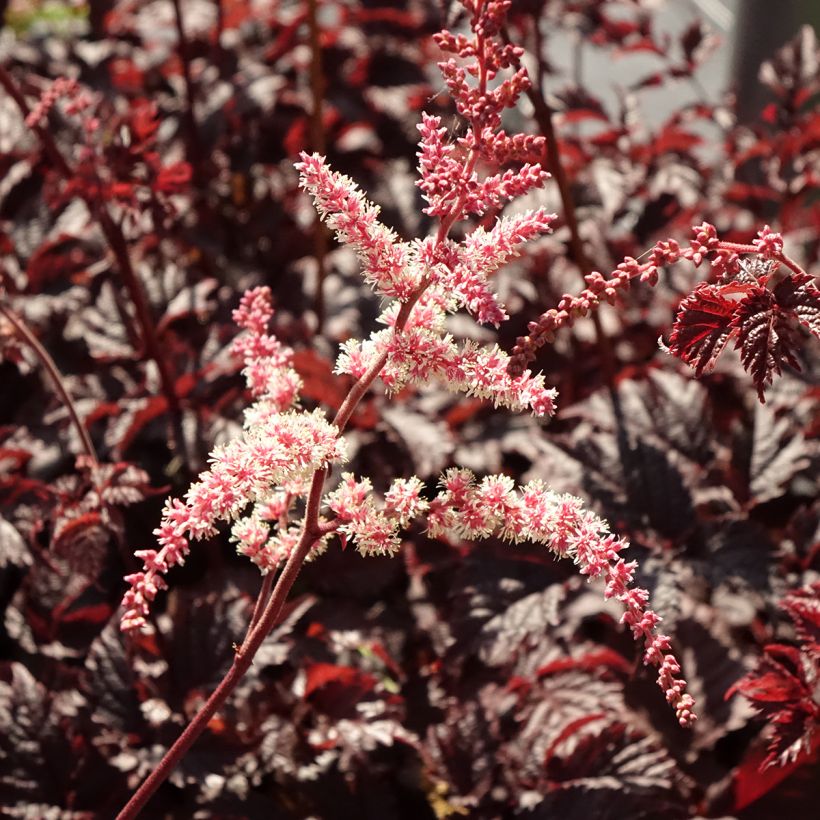 Astilbe Chocolate Shogun (Fioritura)