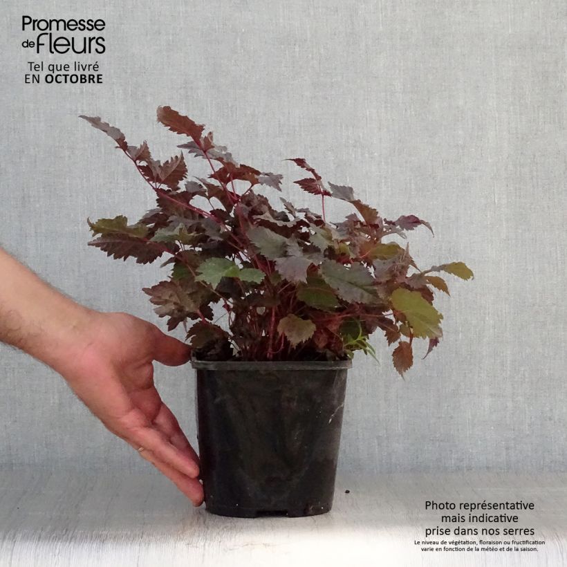 Esemplare di Astilbe Chocolate Shogun Pot de 1,5L/2L come consegnato in autunno