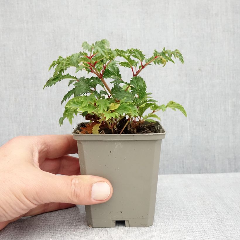Esemplare di Astilbe crispa Perkeo Vasetto da 8/9 cm come consegnato in autunno