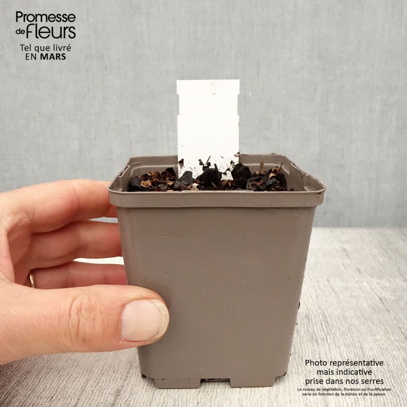 Example of Astilbe chinensis Darkside Of The Moon Vasetto da 8/9 cm as you get in printemps