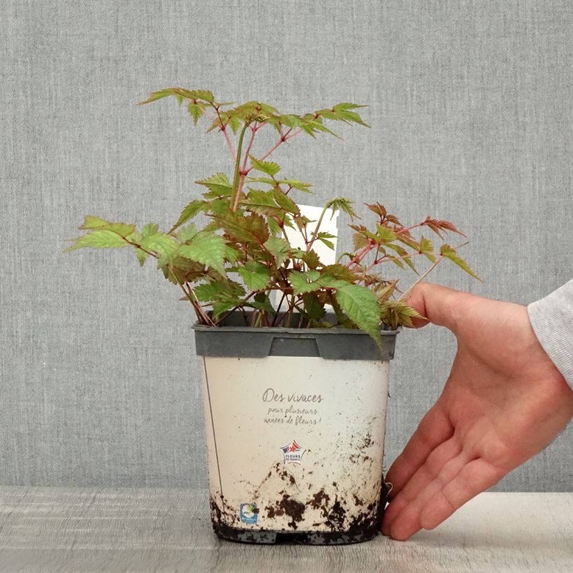 Example of Astilbe japonica Deutschland Vaso da 2L/3L as you get in printemps