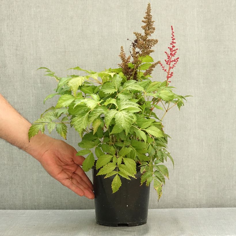 Esemplare di Astilbe japonica Montgomery Vaso da 2L/3L consegnato in estate
