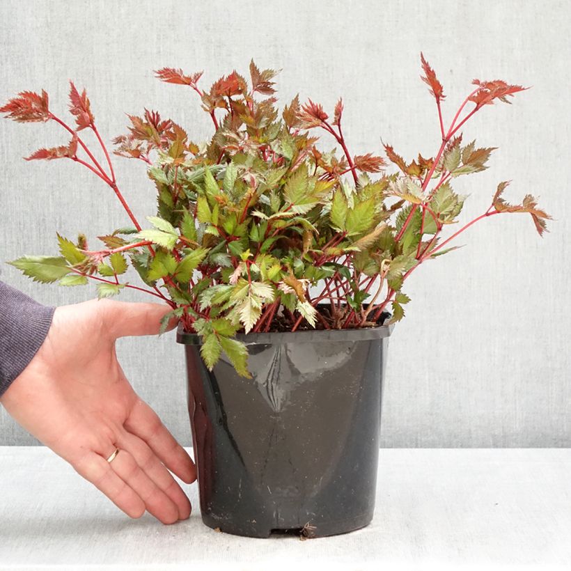 Astilbe japonica Montgomery Vaso da 2L/3L esemplare consegnato in primavera