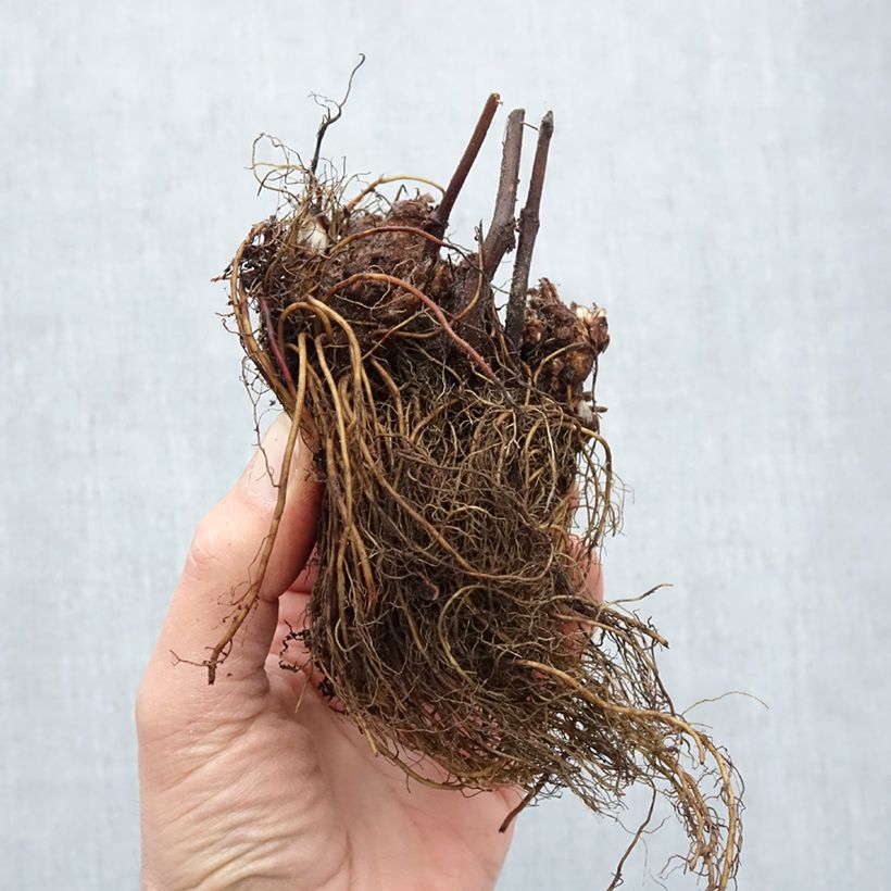 Example of Astilbe japonica Peach Blossom Piante piccole a radice nuda as you get in hiver