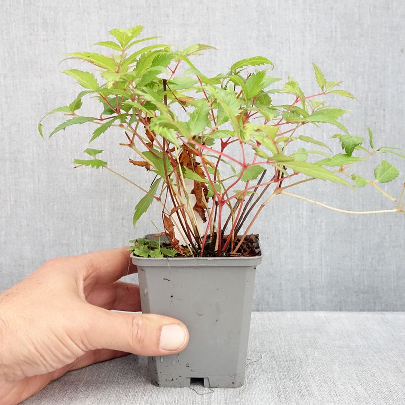 Esemplare di Astilbe japonica Red Sentinel Vasetto da 8/9 cm come consegnato in autunno