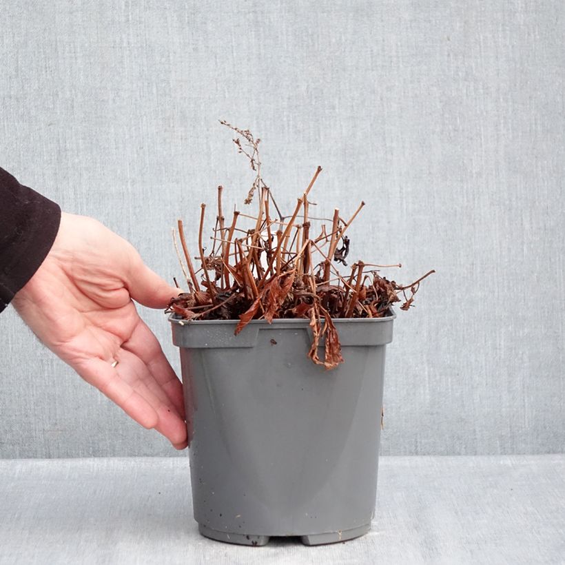 Astilbe simplicifolia Darwin's Snow Sprite Vaso da 2L/3L esemplare consegnato in inverno