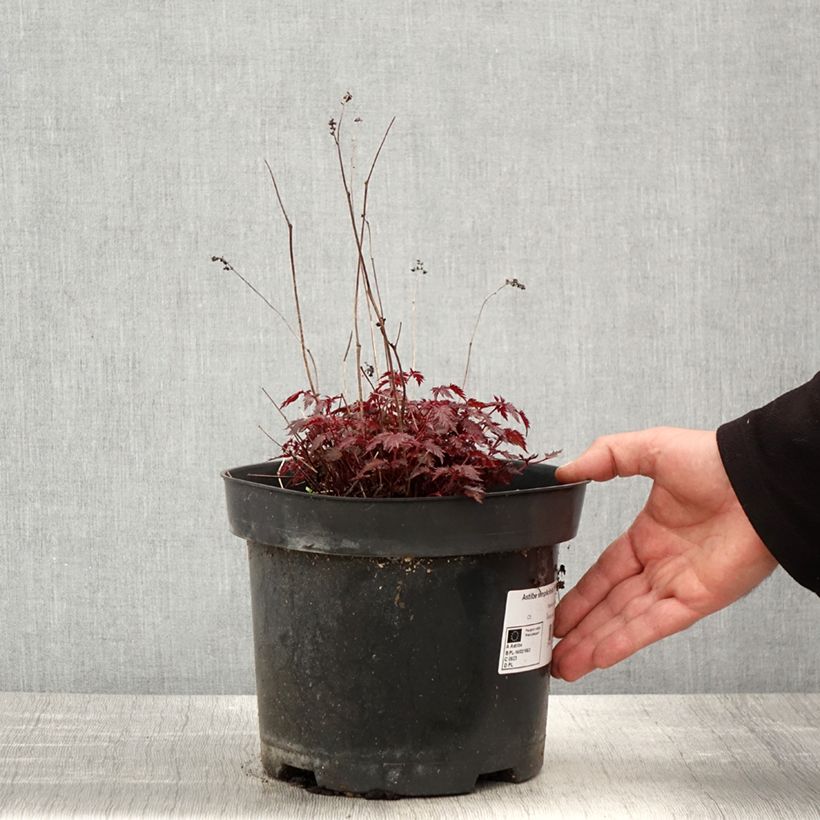 Astilbe simplicifolia Key West Vaso da 4L/5L esemplare consegnato in primavera