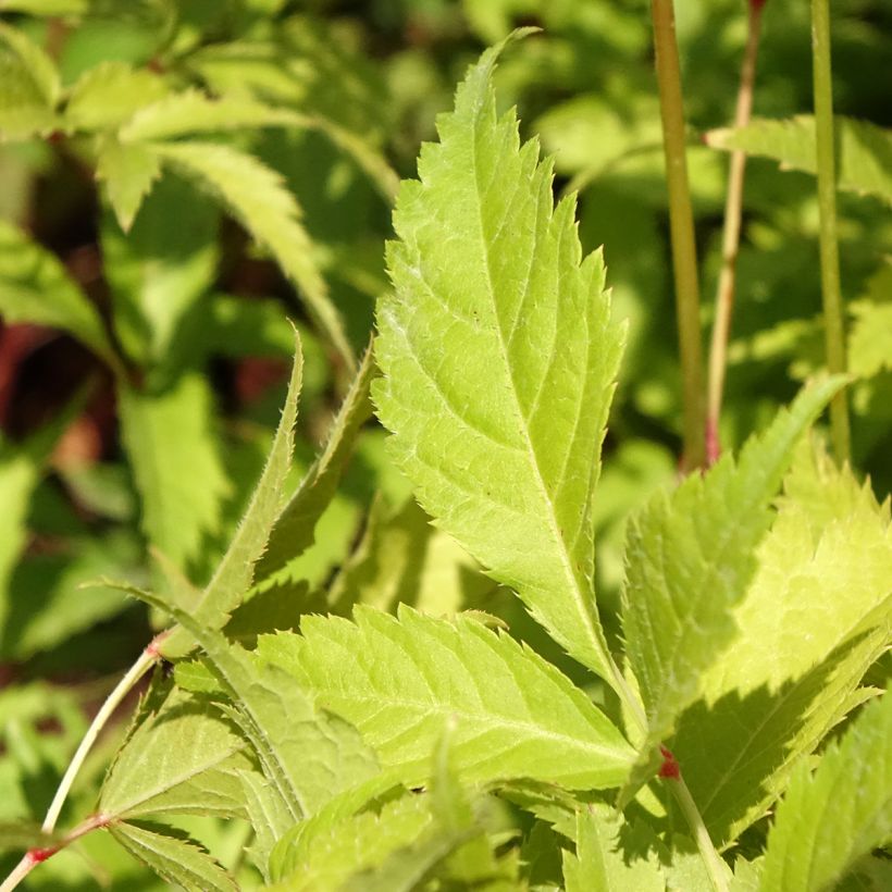 Astilbe japonica Washington (Fogliame)