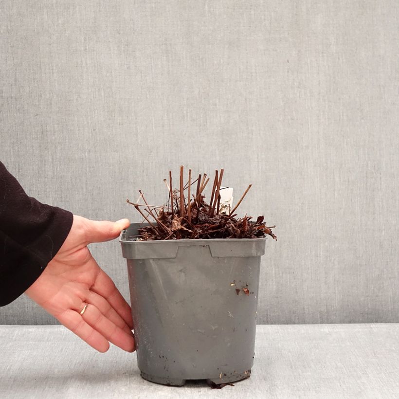 Astilbe Younique Ruby Red Vaso da 2L/3L esemplare consegnato in inverno