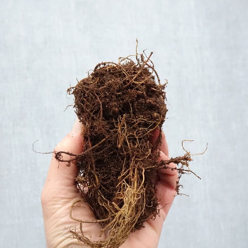 Astilbe Younique Silvery Pink Piante piccole a radice nuda esemplare consegnato in inverno