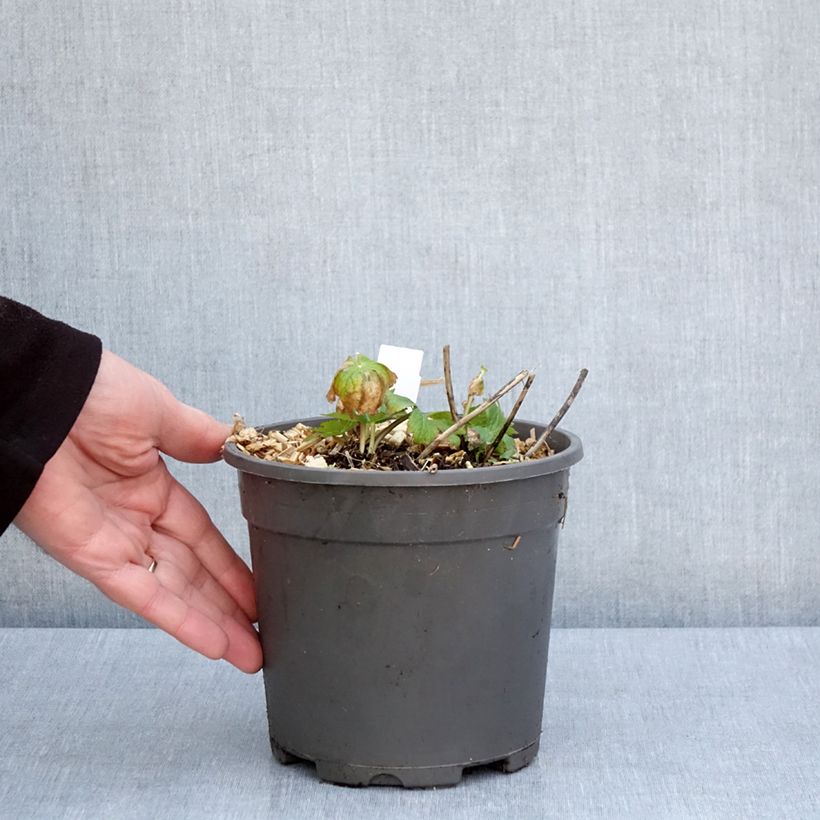 Example of Astrantia major Alba Vaso da 2L/3L as you get in printemps