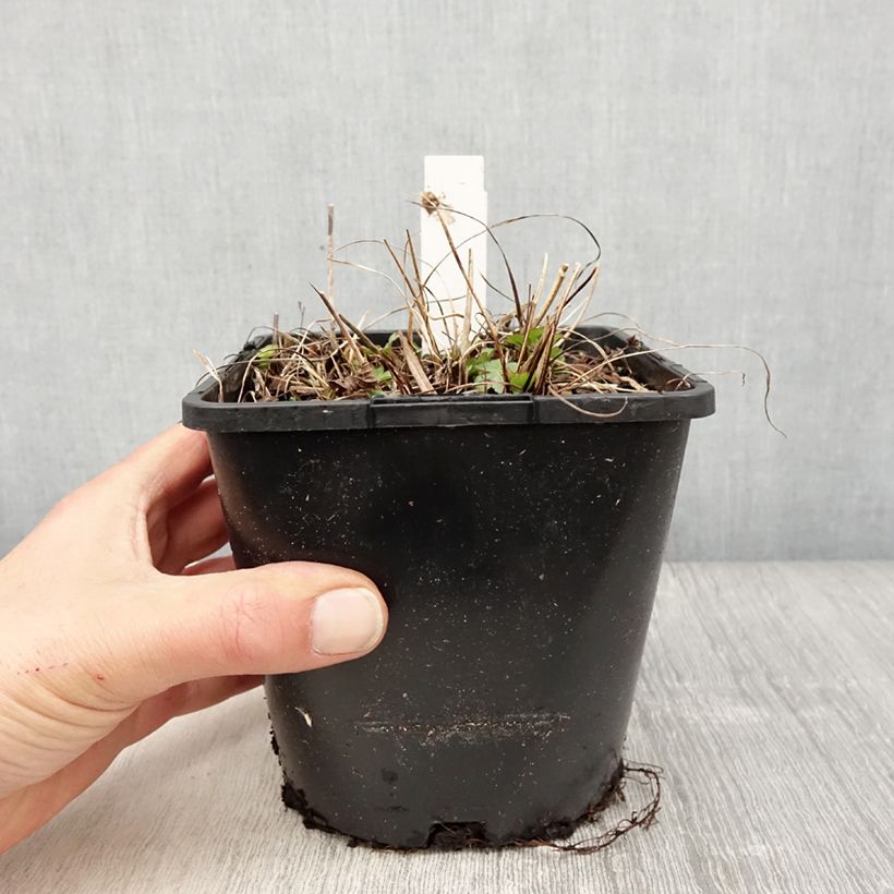 Example of Astrantia major Buckland Vaso da 2L/3L as you get in printemps