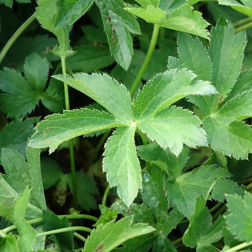 Astrantia major Florence (Fogliame)