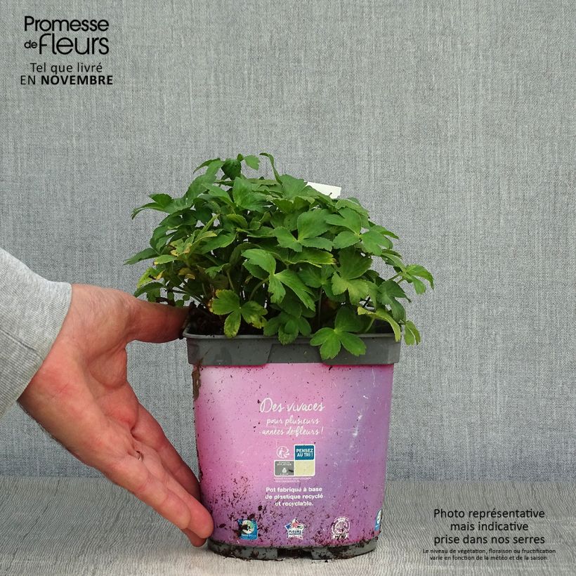 Esemplare di Astrantia major Roma Vaso da 2L/3L come consegnato in autunno