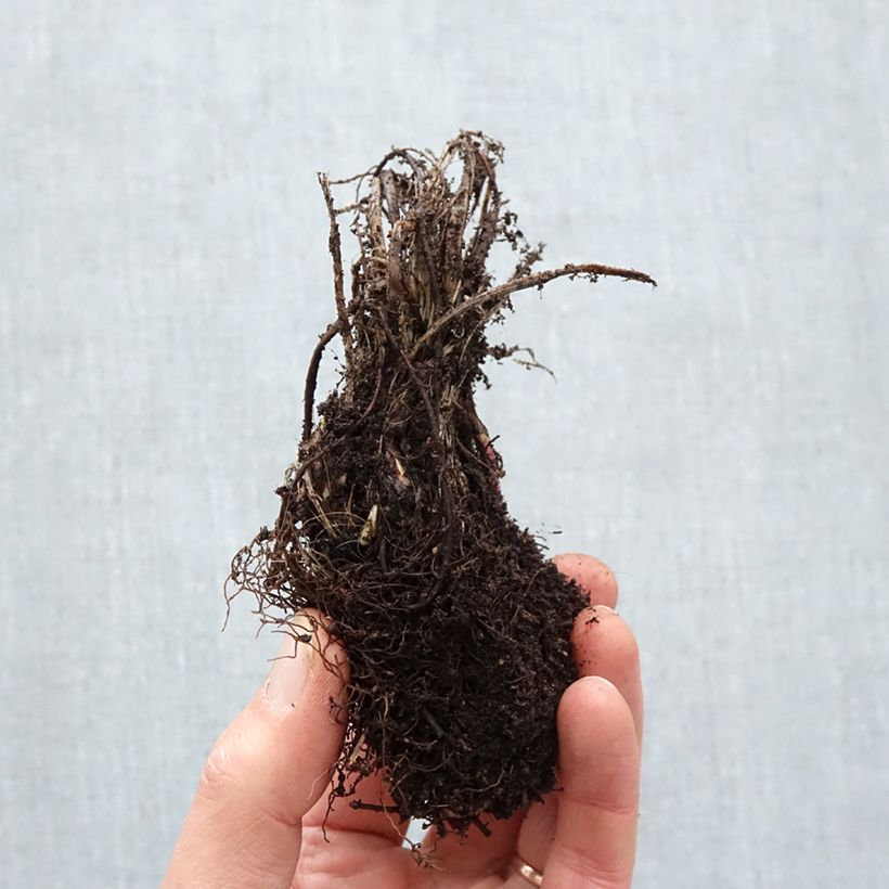 Astrantia major Roma Piante piccole a radice nuda esemplare consegnato in inverno