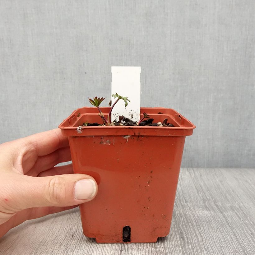 Example of Astrantia major Ruby Wedding Vaso da 1L/1,5L as you get in printemps