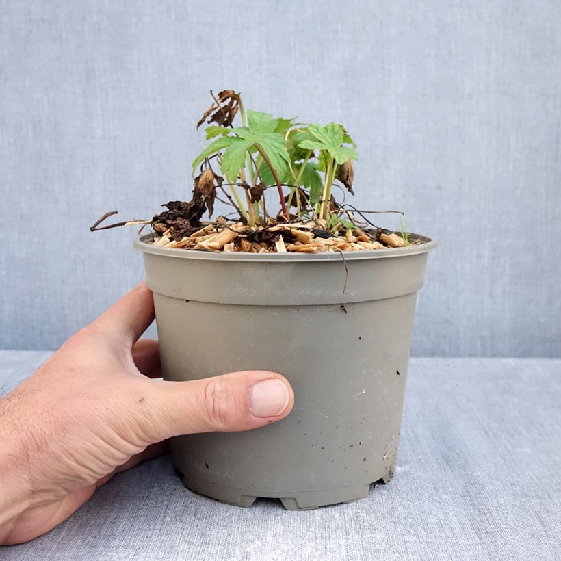 Esemplare di Astrantia major Shaggy Vaso da 2L/3L come consegnato in autunno