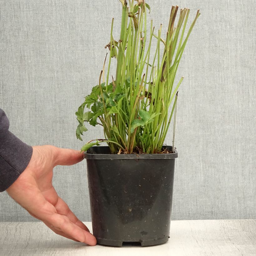 Esemplare di Astrantia major Star of Beauty Vaso da 1,5L/2L consegnato in estate