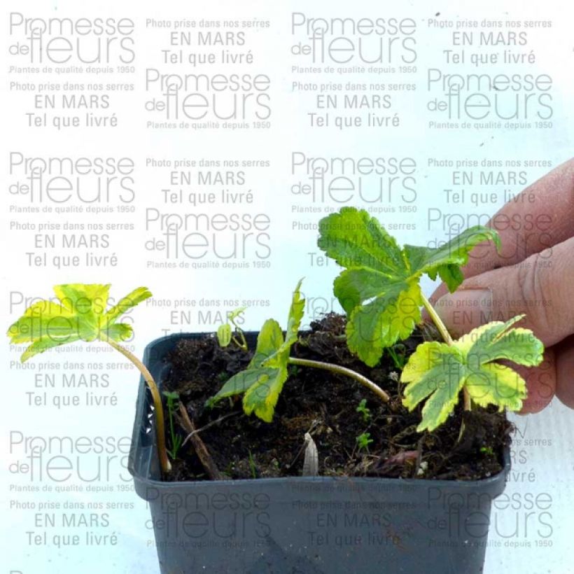 Esempio di esemplare Astrantia major Sunningdale Variegated Vasetto da 8/9 cm come consegnato