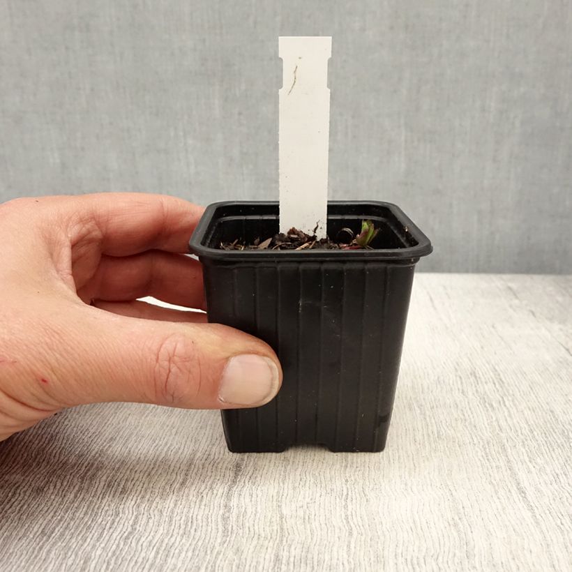 Example of Astrantia major Star of Love Vasetto da 8/9 cm as you get in printemps