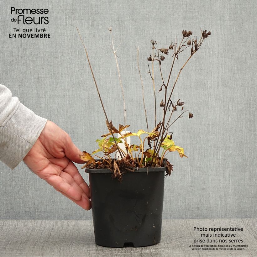 Esemplare di Astrance - Astrantia Star of Love Pot de 2L/3L come consegnato in autunno