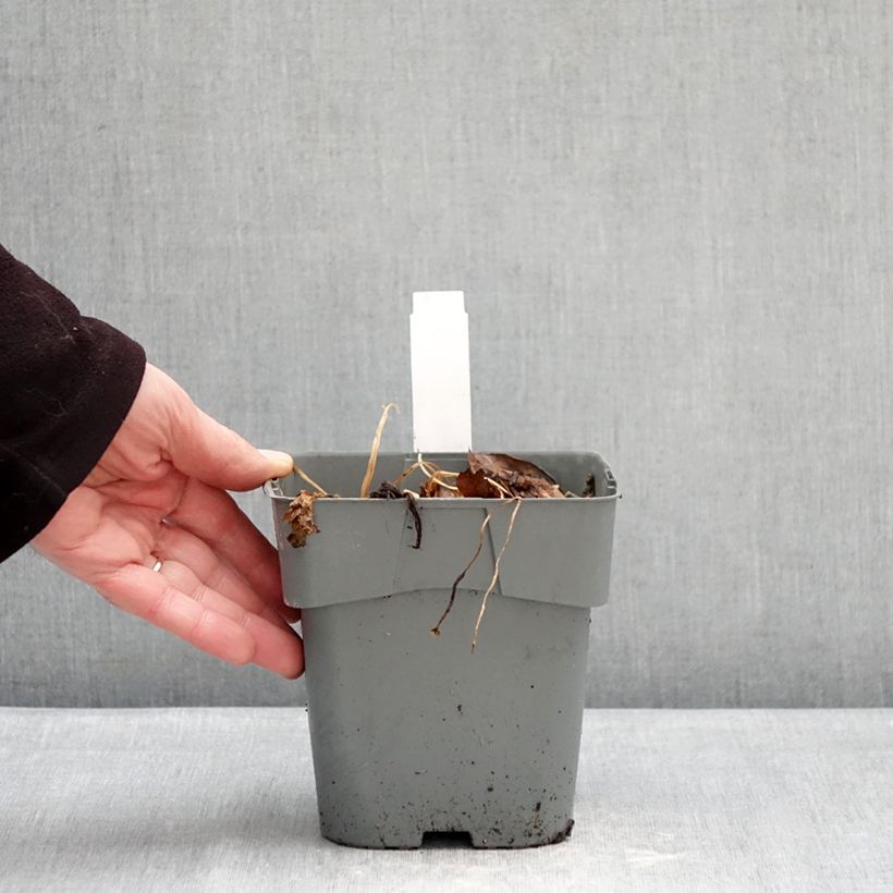 Example of Astrantia major Star of Love Vaso da 2L/3L as you get in hiver