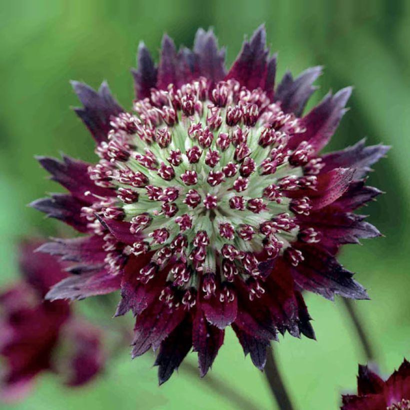 Astrantia major Moulin Rouge (Flowering)