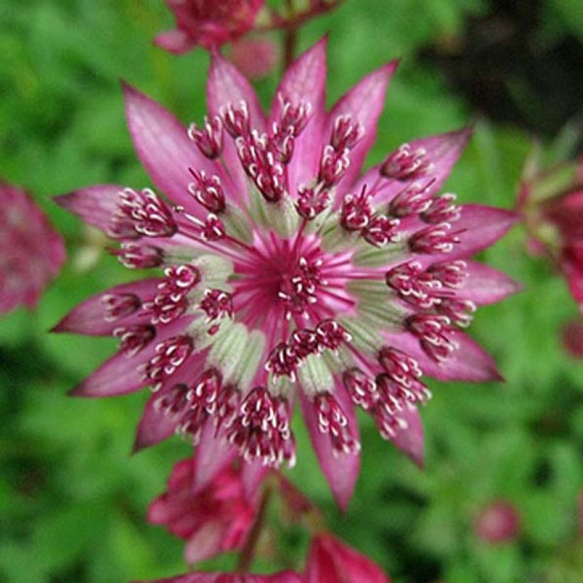 Astrantia major Claret (Fioritura)