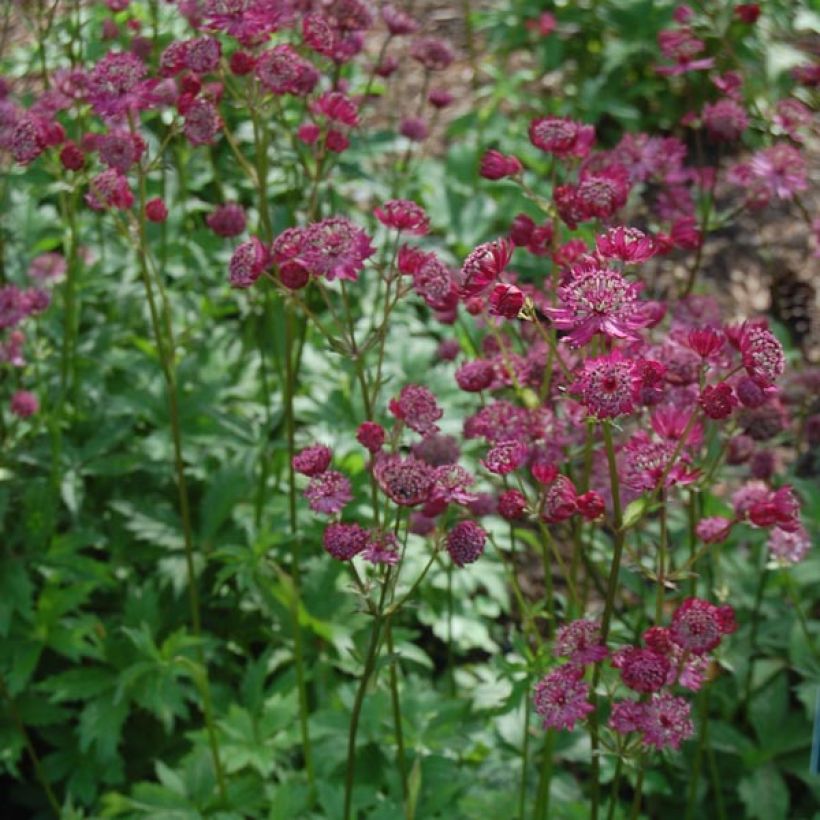 Astrantia major Claret (Porto)