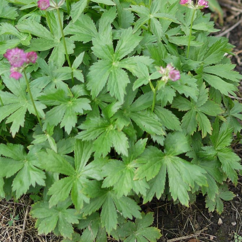Astrantia major Ruby Cloud (Foliage)