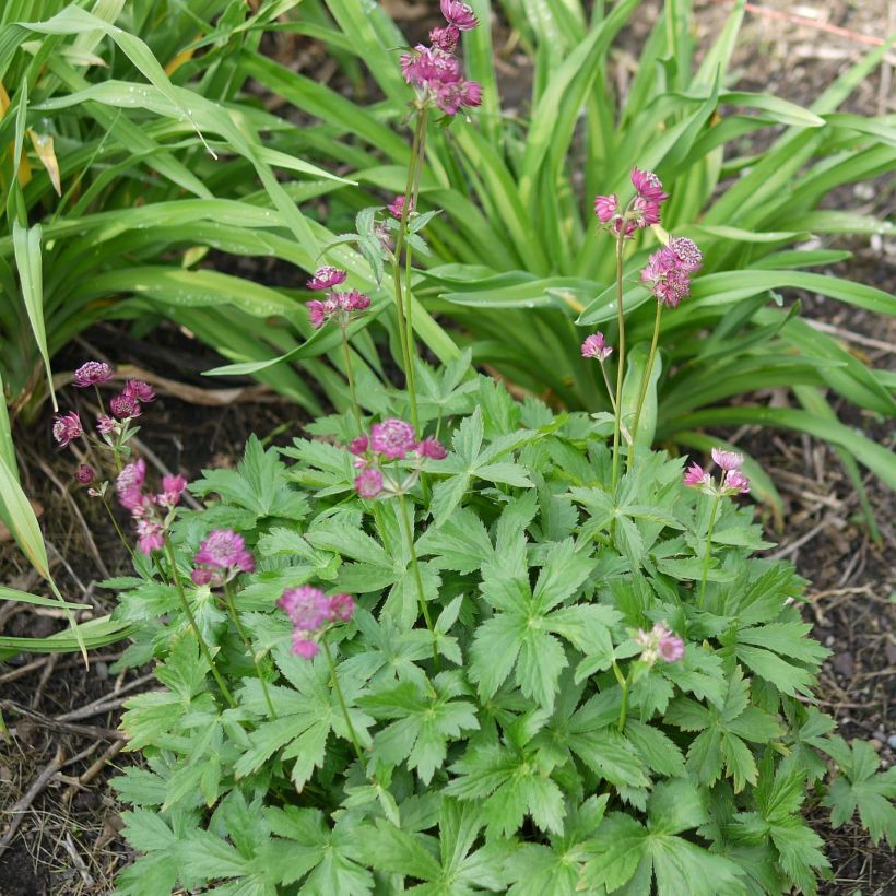 Astrantia major Ruby Cloud (Plant habit)