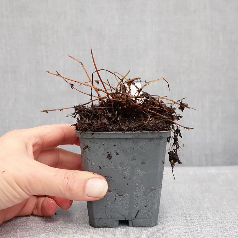 Esemplare di Athyrium filix-femina Frizelliae - Felce femmina Vasetto da 8/9 cm come consegnato in autunno