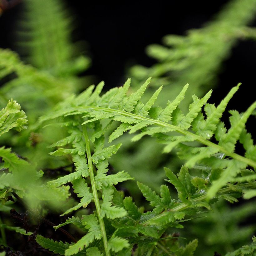 Athyrium filix-femina Victoriae - Felce femmina (Foliage)
