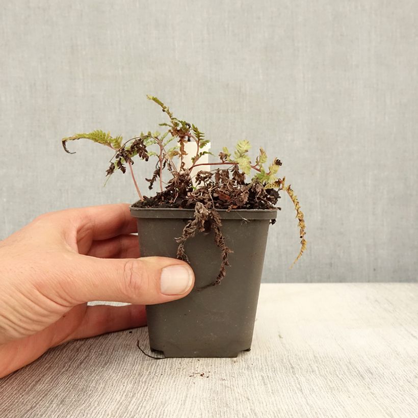 Esemplare di Athyrium niponicum Burgundy Lace - Felce Vasetto da 8/9 cm come consegnato in autunno
