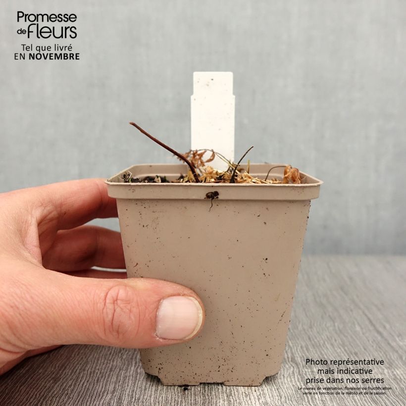Esemplare di Athyrium niponicum Crested Surf - Fougère japonaise Godet de 8/9 cm come consegnato in autunno
