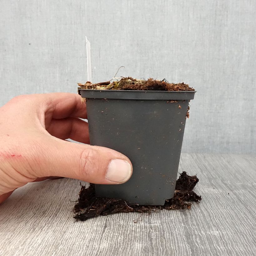 Example of Athyrium niponicum Crested Surf - Felce Vasetto da 8/9 cm as you get in printemps