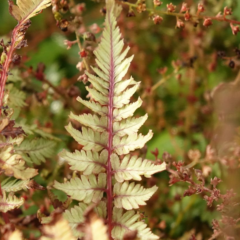 Athyrium niponicum Crested Surf - Felce (Foliage)