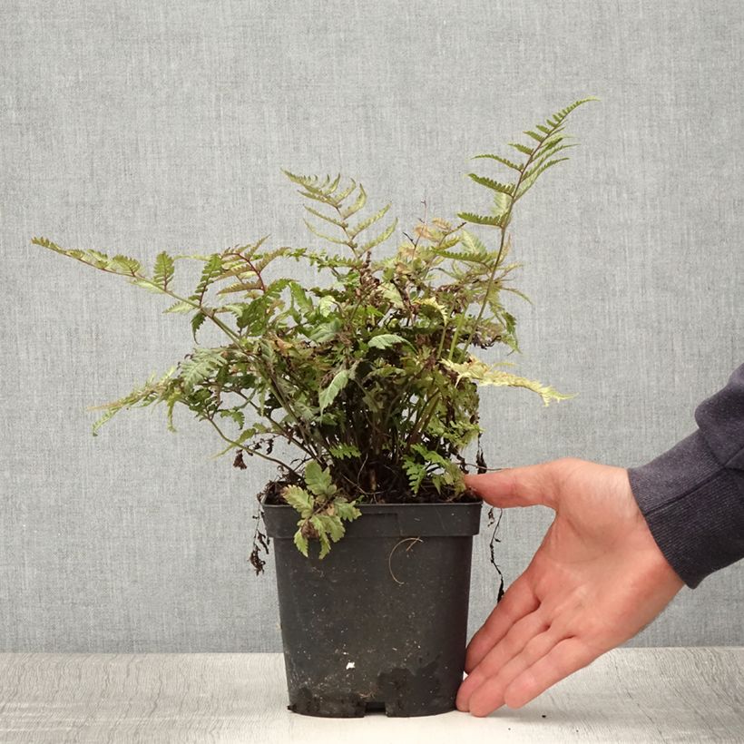 Esemplare di Athyrium niponicum var. pictum - Felce Vaso da 2L/3L consegnato in estate