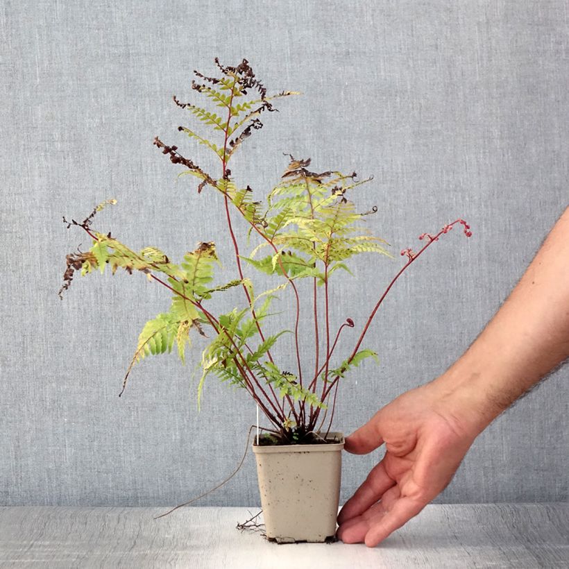 Esemplare di Athyrium otophorum var. okanum - Felce Vasetto da 8/9 cm consegnato in estate