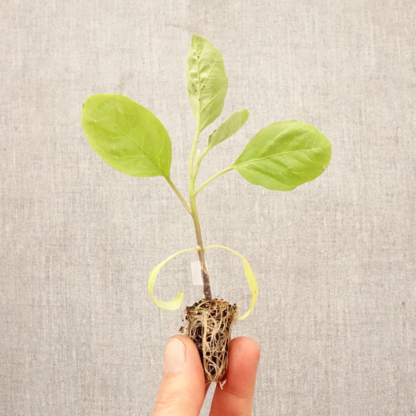 Melanzana Bonica Bio (piante innestate) Mini zolla Ø 1,5/2,5 cm esemplare consegnato in primavera