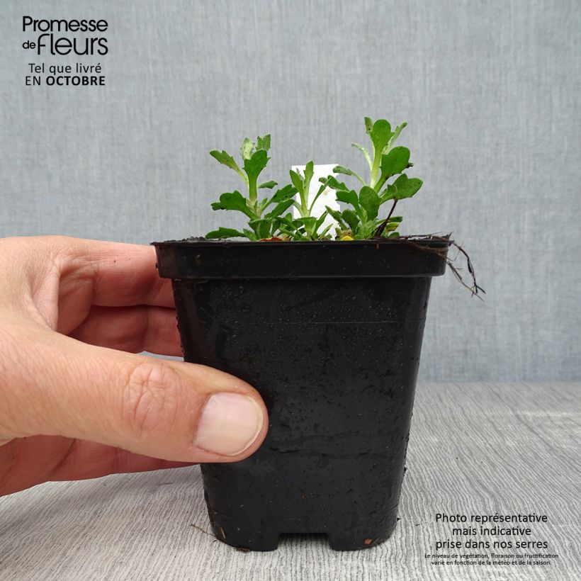 Esemplare di Aubrieta Bressingham Red - Aubrezia Vasetto da 8/9 cm come consegnato in autunno