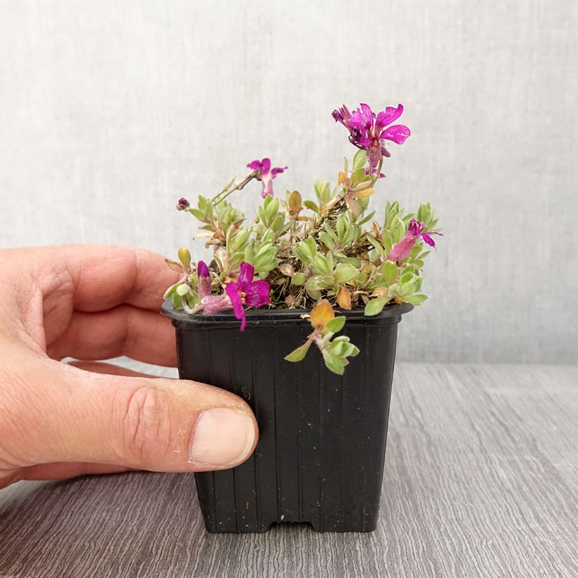 Example of Aubrieta Rose - Aubrezia Vasetto da 8/9 cm as you get in printemps