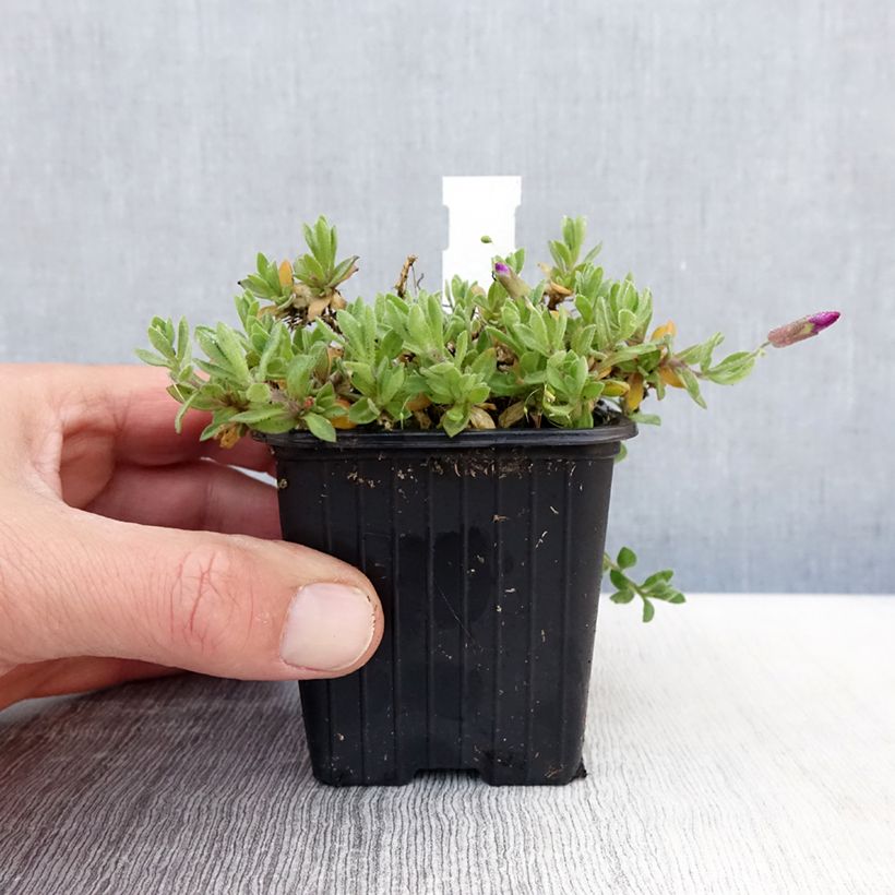 Example of Aubrieta Rose-Red - Aubrezia Vasetto da 8/9 cm as you get in printemps