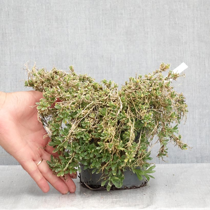 Esemplare di Aubrieta Rose-Red - Aubrezia Vaso da 2L/3L consegnato in estate