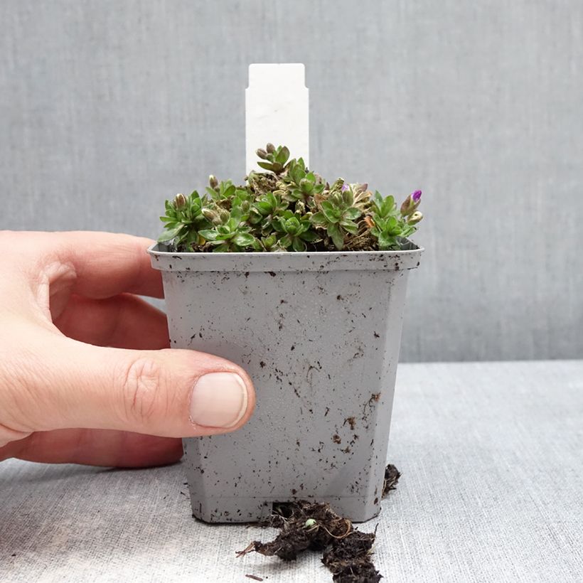 Aubrieta Kitte Blue - Aubrezia Vasetto da 8/9 cm esemplare consegnato in inverno