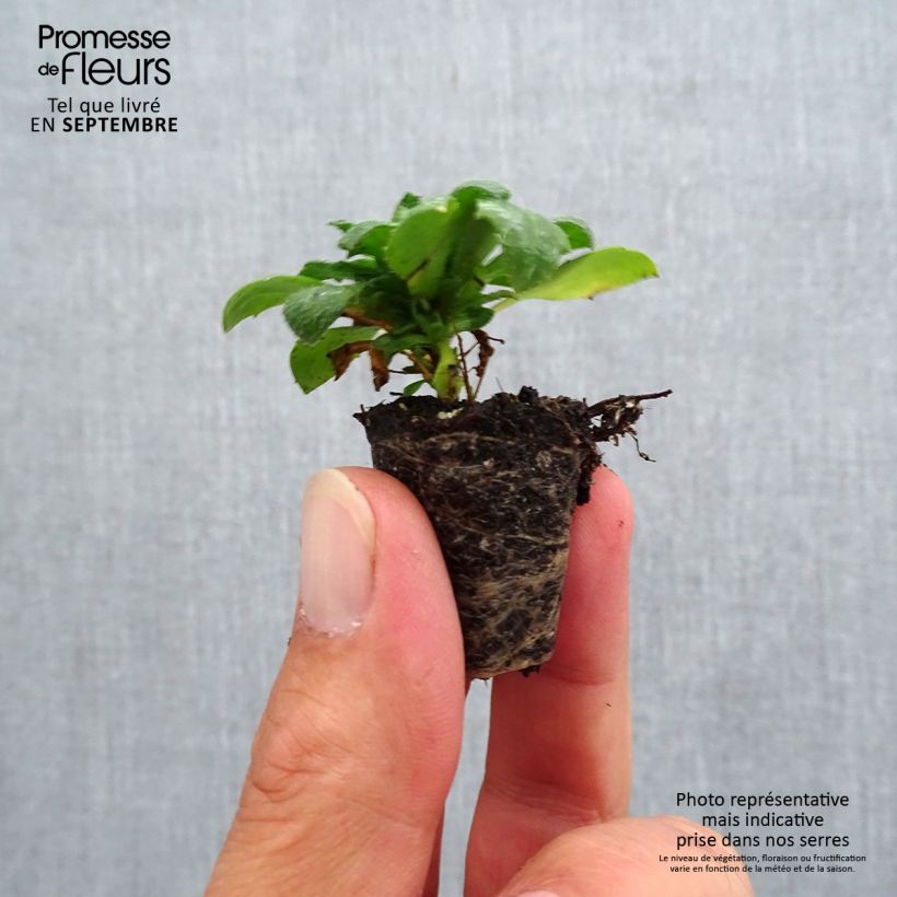 Esemplare di Aubrieta Kitte Blue - Aubrezia mini zolla... come consegnato in autunno