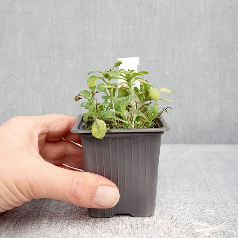 Aubriète Pixie Pearls - Aubrieta cultorum Vasetto da 8/9 cm esemplare consegnato in inverno